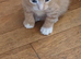 Baby kittens looking for love
