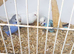 Budgies for sale.....