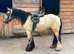 San Cler 14hh/14.1 Sensible Gelding