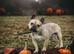 French Bulldog Kc reg Dna tested Clear