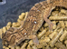 Giant Namibian Ground Gecko at Birmingham Reptiles