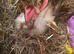 Female ferret