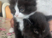 British Longhair cross kittens