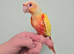 Stunningly beautiful handreared conures!!!