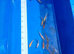 Japanese koi mixed variety collection ip2
