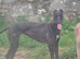 Greyhounds looking for loving homes.