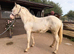 Cremello filly