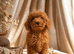 Fox Red Toy Poodle Boy Ready Now