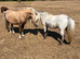 Registered Fellabella in foal