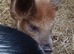 2 x KuneKune gilts