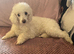 Miniature poodle