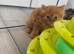 Pedigree British Longhair kittens TICA registered