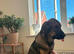 9 month old Macedonian shepherd