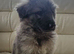 German shepherd puppy's isabellla / stable