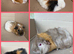 Guineapigs
