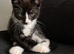 2 boy kittens