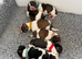 Lhasa apso puppies