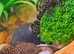 Bristlenose plecos