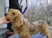2 mature Standard Wirehaired girls