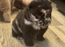 Beautiful Merle chow chow puppies