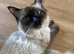 Last male ragdoll