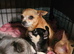 Chihuahua puppies