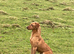 Fox red Labrador pups