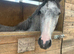 3 year old reg Connemara gelding