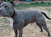 KC registered blue staffy available for stud