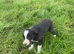 Collie Pups