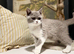 Stunning British short hair kittens