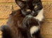 Half Persian cats for sale girls
