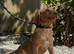 Fox Red & Black Labrador Retriever Puppies