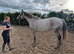 Stunning RoR Gelding