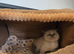 Gorgeous chunky ragdoll kittens