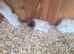 Baby female guinea pigs