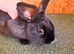 Dutch x mini lops