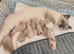 Kitten
