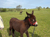 jack donkey foal