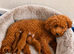 Astonishing! High Quality Toy Poodle Pups.