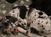 Proven and extensively health tested great dane stud
