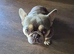 French Bulldog 2yr old male.