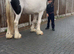 Cob x clydesdale