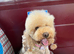 KC registered toy poodle for rehome