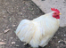 Bantam cockerels in need of new homed