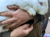Albino new zealand