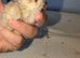 Polish lavender pekins and many others