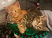 Last remaning beautiful fluffy kitten (mum is half maine coon)