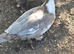 Female Muscovy Ducks