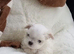 Teacup korean maltese pups